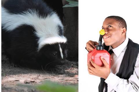 Is Skunk Smell In House Dangerous