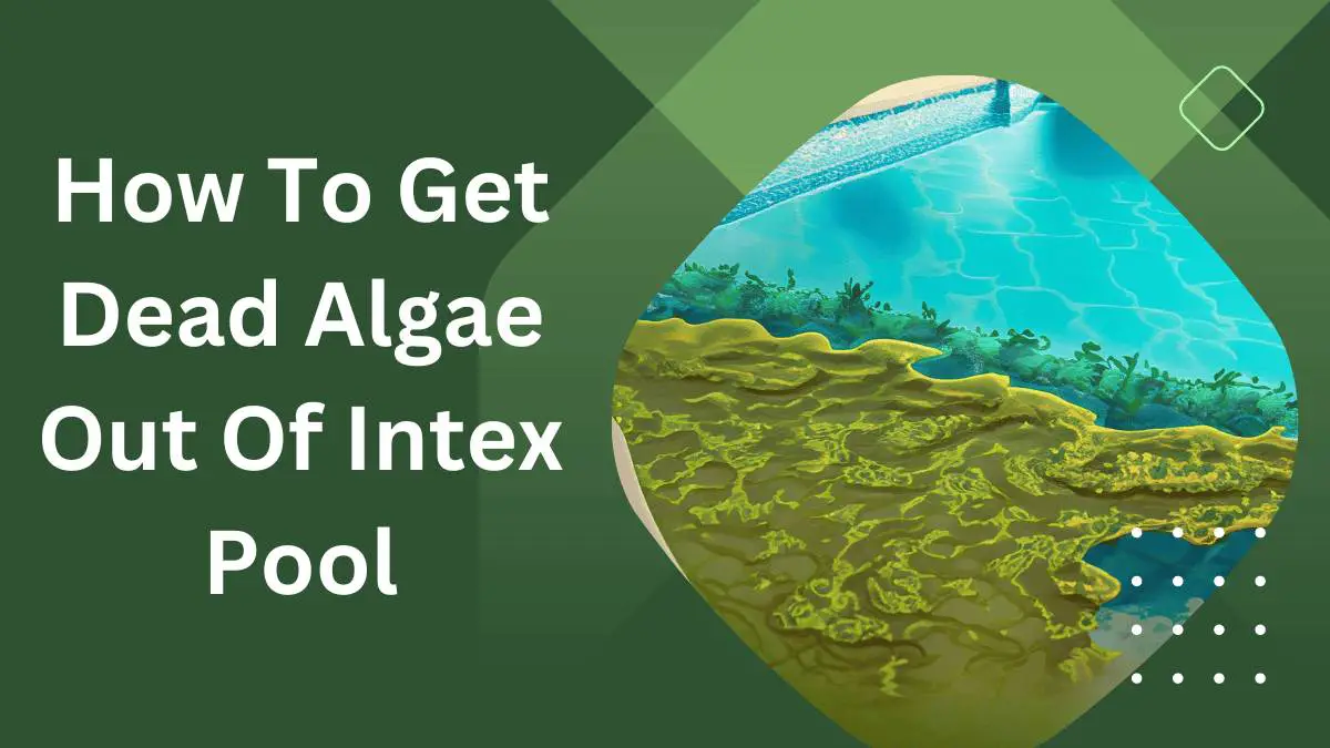 How to Get Dead Algae Out of Your Intex Pool