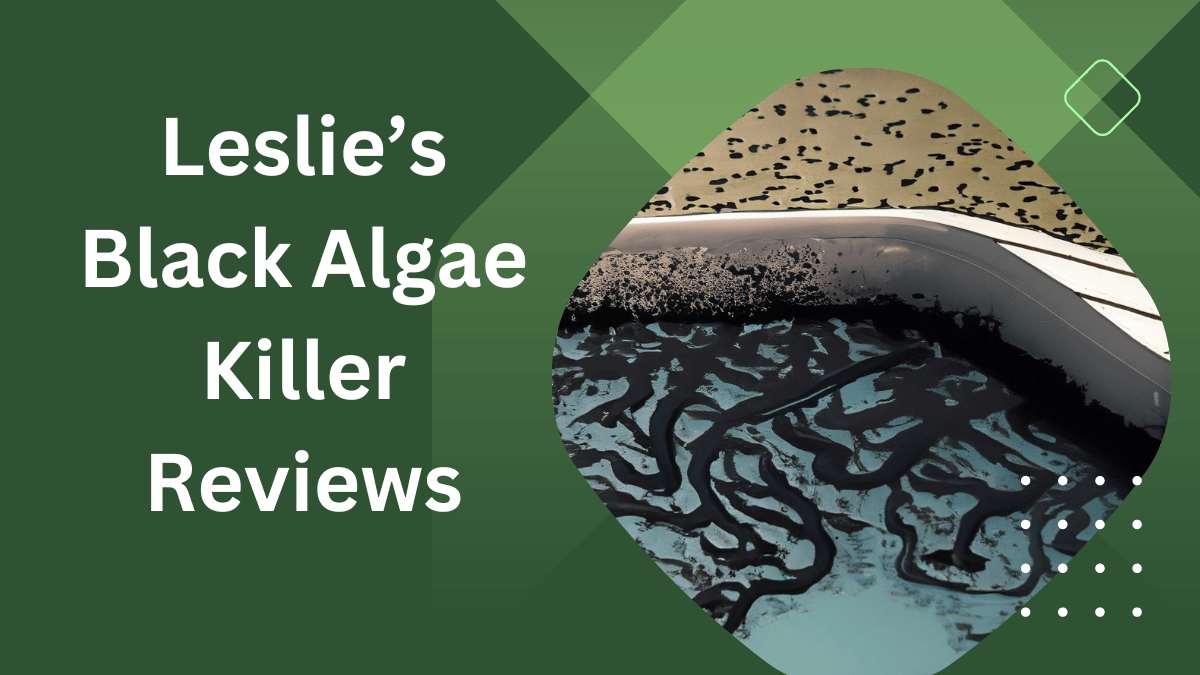 Black Algae Killer Review